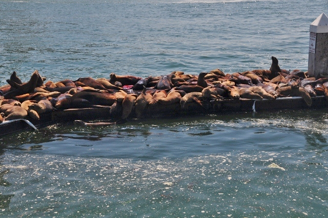 Moss Landing harbor seals